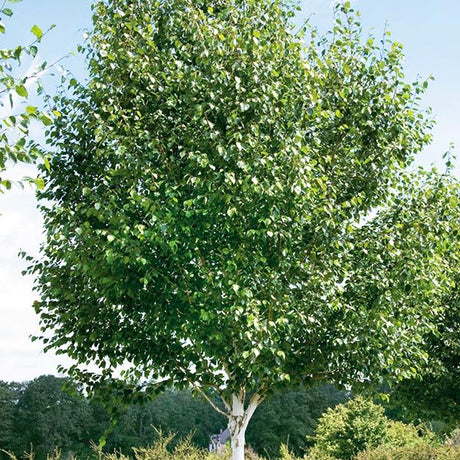 Jacquemontii Himalayan Birch Tree