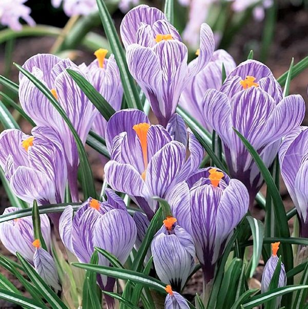 Pickwick Crocus