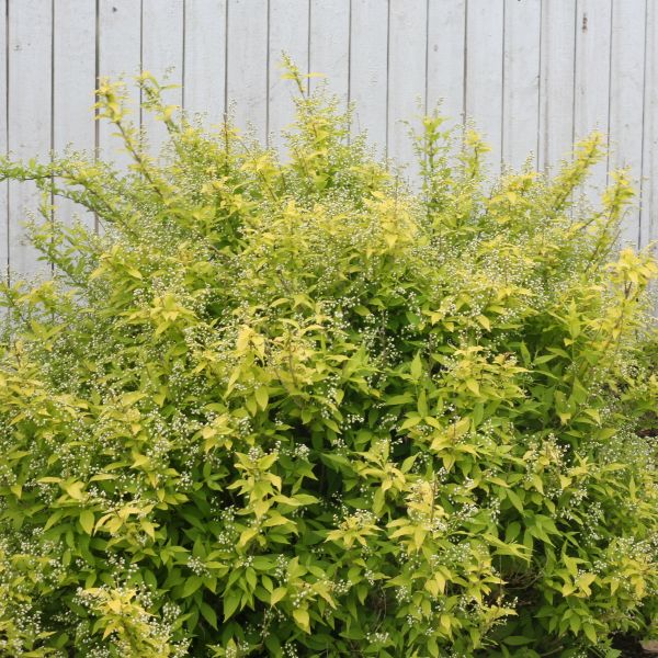 Chardonnay Pearls&reg; Deutzia