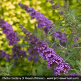 Peacock&trade; Butterfly Bush