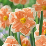 Apricot Whirl Daffodil