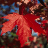 Autumn Fantasy Red Maple Tree