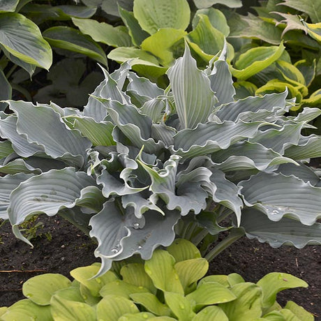 Hosta Waterslide