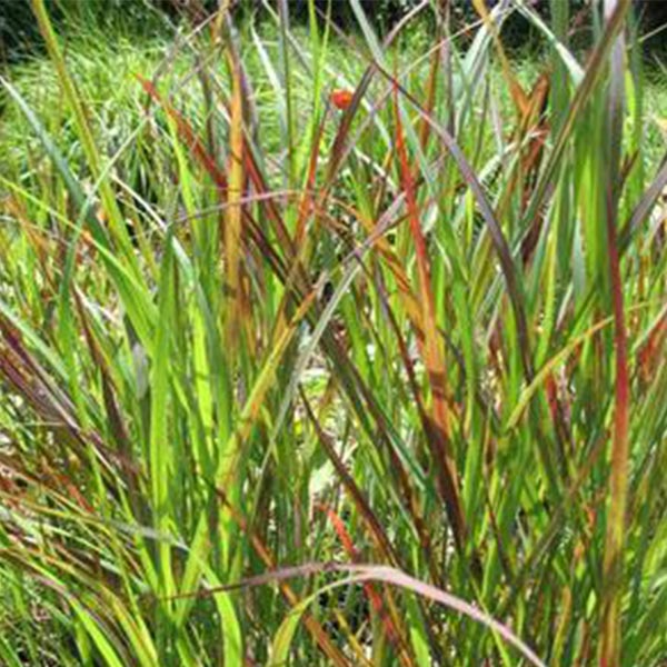 Prairie Winds&reg; Cheyenne Sky Red Switch Grass