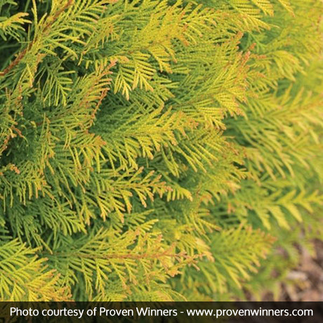 Fluffy? Western Arborvitae