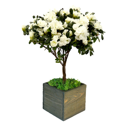 Snowflake Azalea Topiary