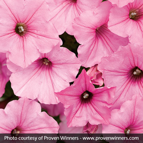 Supertunia Vista&reg; Bubblegum&reg; Petunia