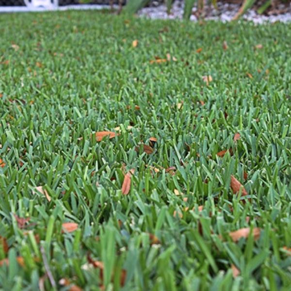 Palmetto&reg; St. Augustine Grass Plugs