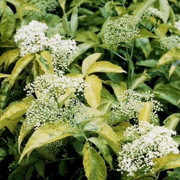 Golden Elderberry Bush