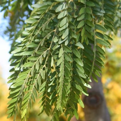 Shademaster Honeylocust