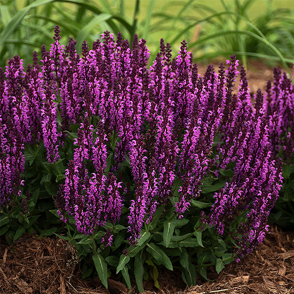 Salvia Bumbleberry