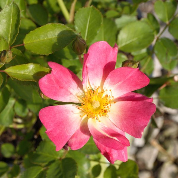 Pink Drift&reg; Groundcover Rose