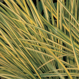 Golden Variegated Sweet Flag Grass