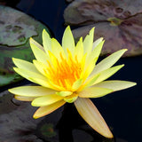 Texas Dawn Water Lily