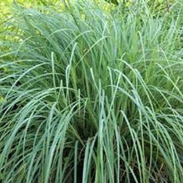 Blue Zinger Sedge Grass