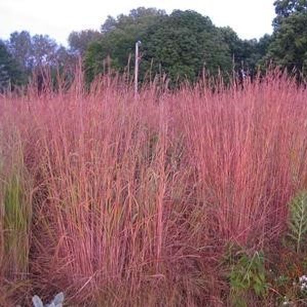 Red October Andropogon