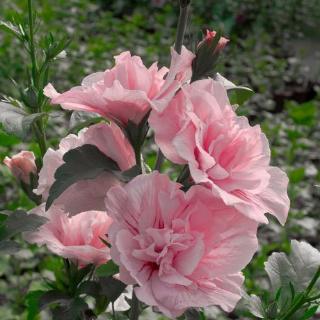 Pink Chiffon&reg; Rose of Sharon Tree Form