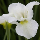 Butter and Sugar Iris