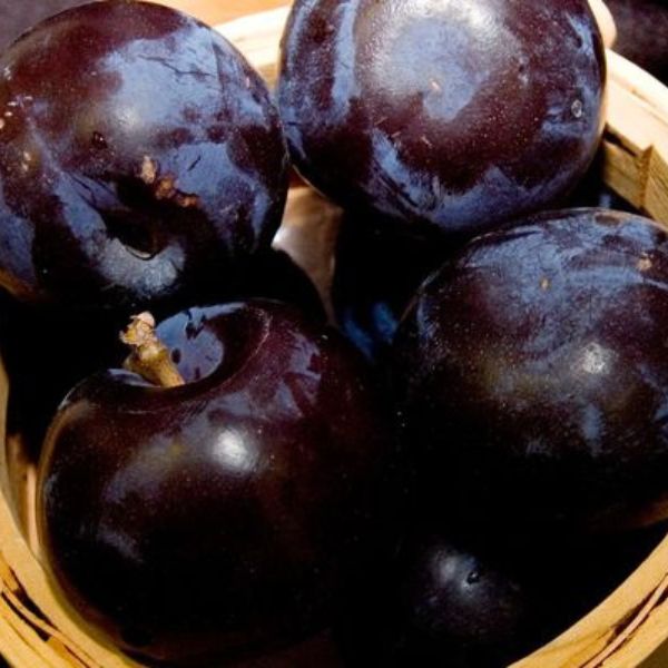 BlackIce® Plum Tree