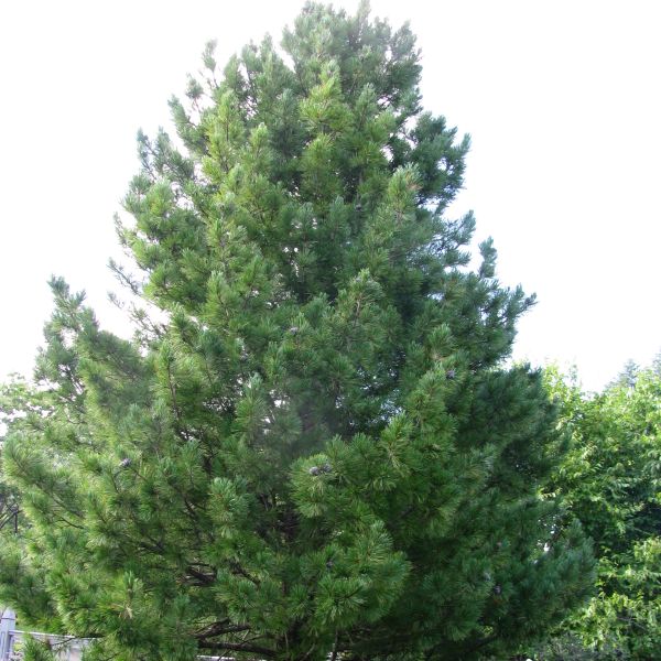 Swiss Stone Pine