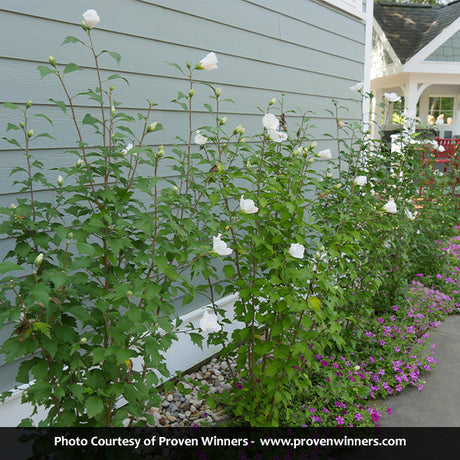 Proven Winners&reg; Color Choice&reg; White Pillar&reg; Rose of Sharon