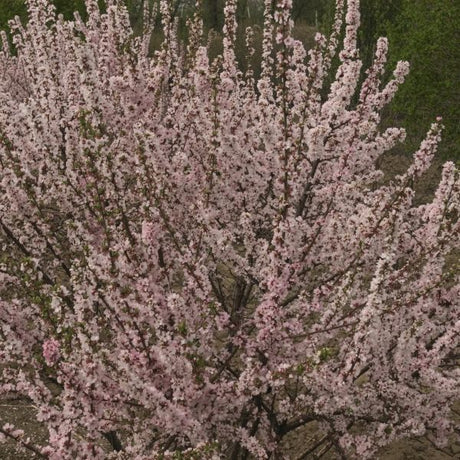 Nanking Cherry Tree