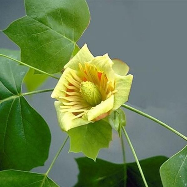 Tulip Poplar