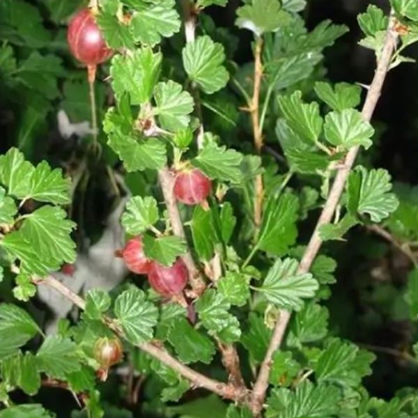 Hinnomaki Red Gooseberry Bush For Sale Nature Hills Nursery