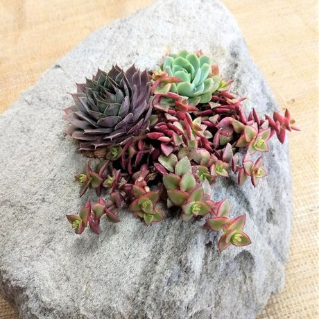 Featherock Succulent Garden