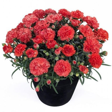 Odessa&reg; Orange Bling Bling Dwarf Hardy Carnation