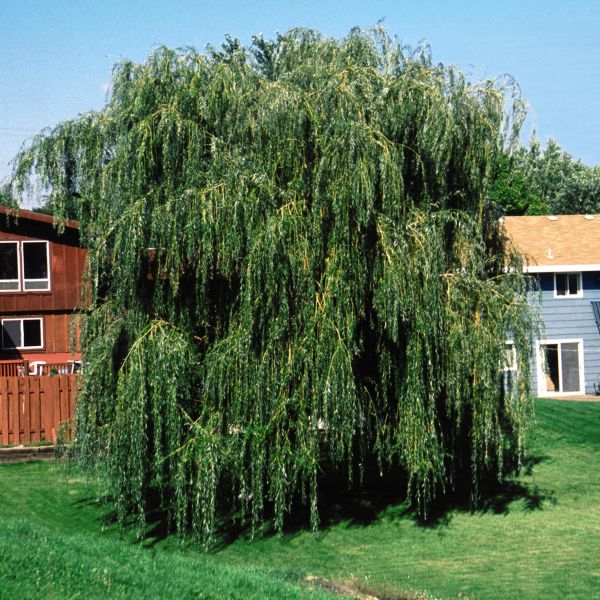 Niobe Weeping Willow