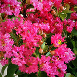 GreatMyrtle&trade; Red Velvet Crape Myrtle Shrub