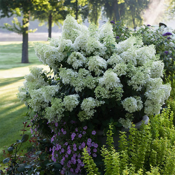 Bobo&reg; Panicle Hydrangea