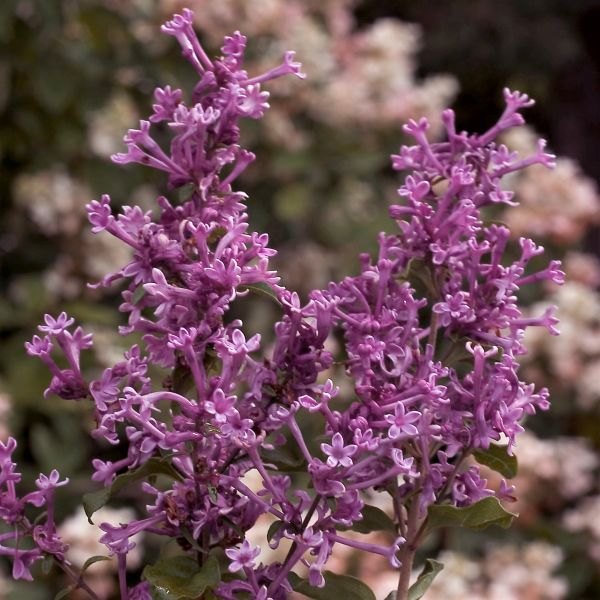 Bloomerang&reg; Lilac Tree