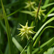 Gray's Sedge