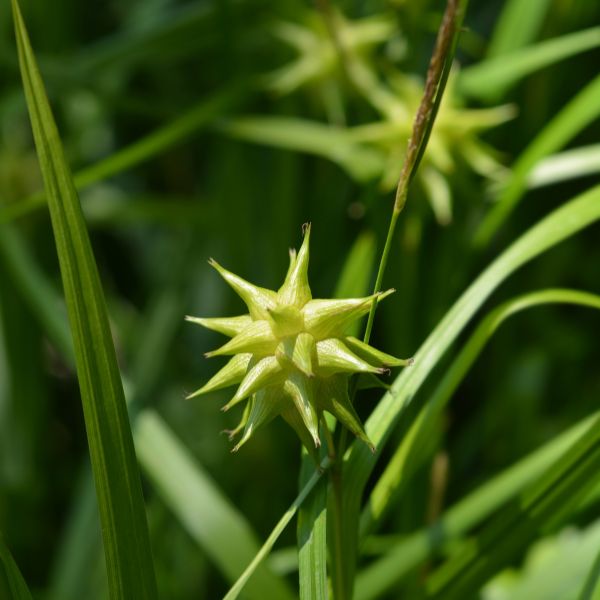 Gray's Sedge