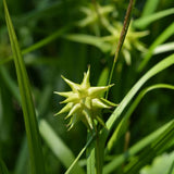 Gray's Sedge