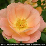 Oso Easy&reg; Peachy Cream Rose