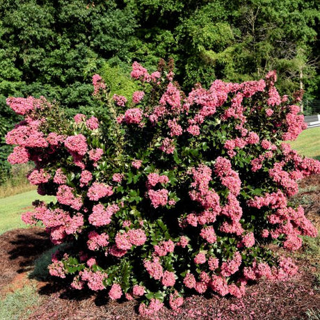 First Editions&reg; Coral Magic Crapemyrtle