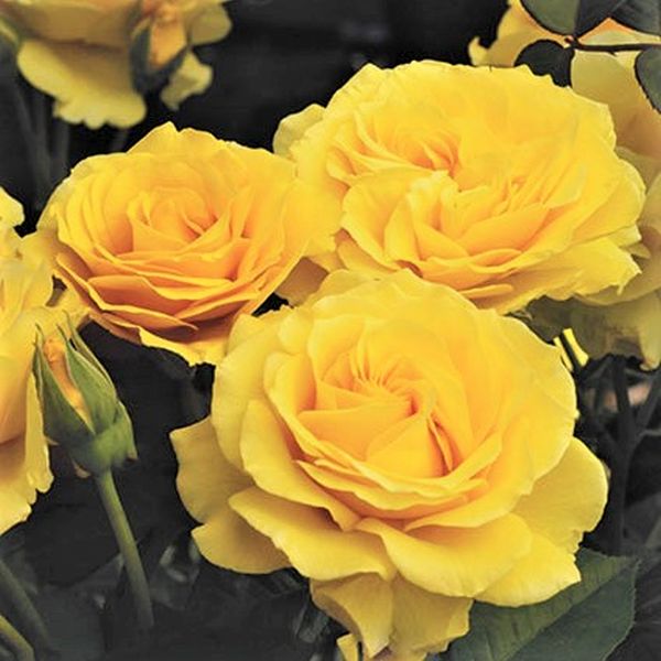 Doris Day Floribunda Rose