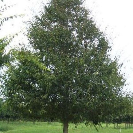 Homestead Elm