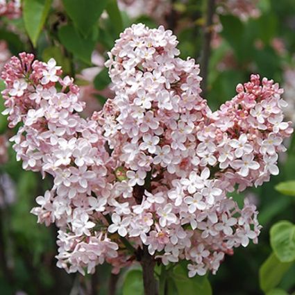 Marie Francis Lilac