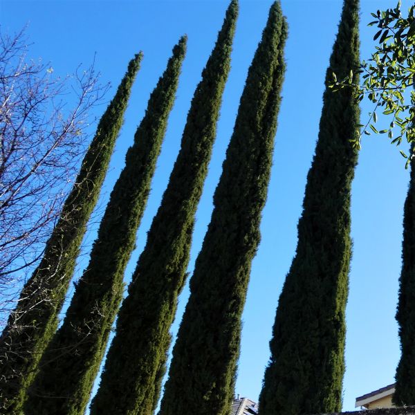 Blue Italian Cypress