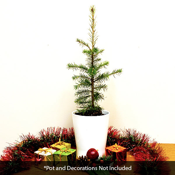 Douglas Fir Tabletop Christmas Tree