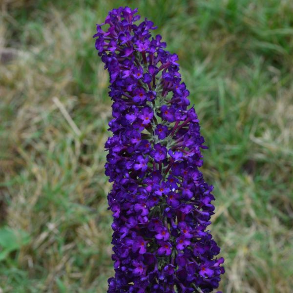 First Editions? Groovy Grape? Butterfly Bush