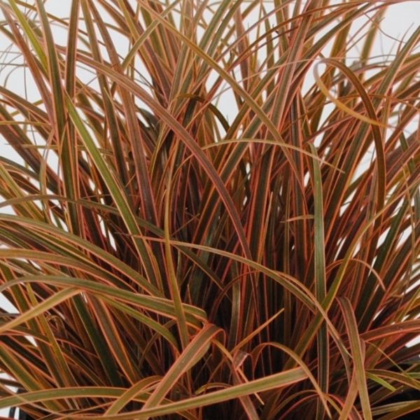 Belinda's Find Red Hook Sedge