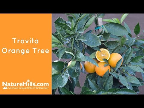 Trovita Orange Tree