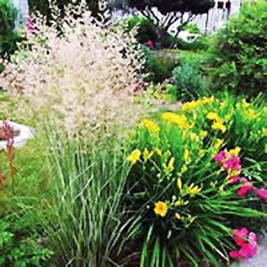 Variegated Feather Reed Grass