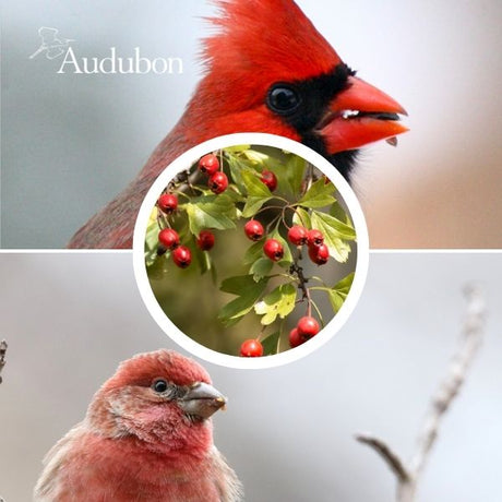 Audubon&reg; Native Washington Hawthorn