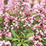 Senorita Rosalita Cleome